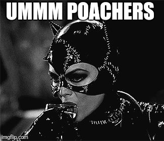 Droll Catwoman | UMMM POACHERS | image tagged in droll catwoman | made w/ Imgflip meme maker