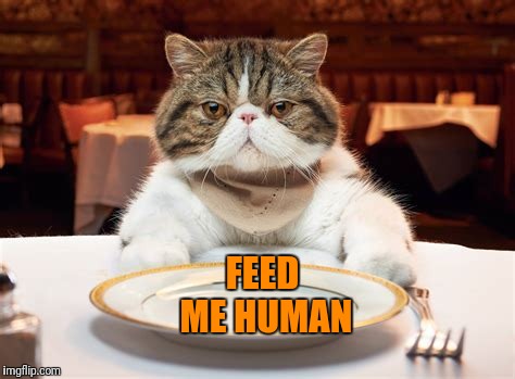 FEED ME HUMAN | made w/ Imgflip meme maker