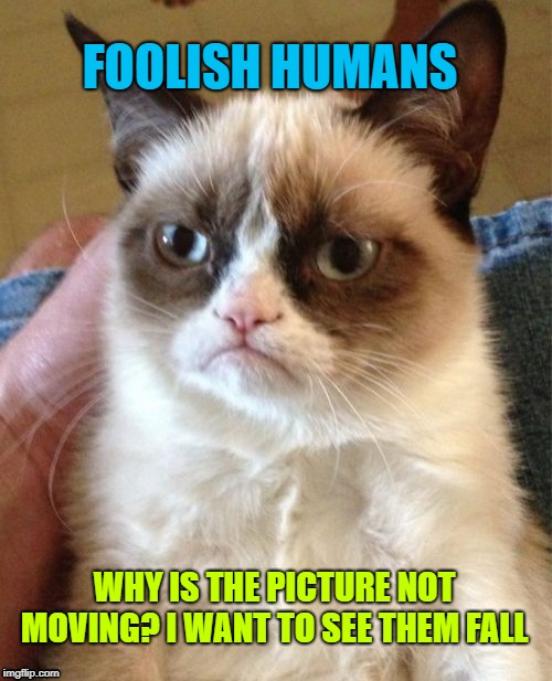 Grumpy Cat Meme | WHY IS THE PICTURE NOT MOVING? I WANT TO SEE THEM FALL FOOLISH HUMANS | image tagged in memes,grumpy cat | made w/ Imgflip meme maker