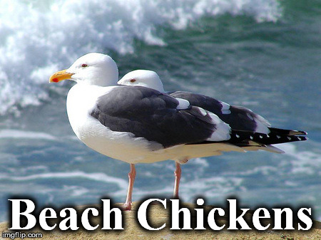 Beach Chickens | image tagged in gulls | made w/ Imgflip meme maker