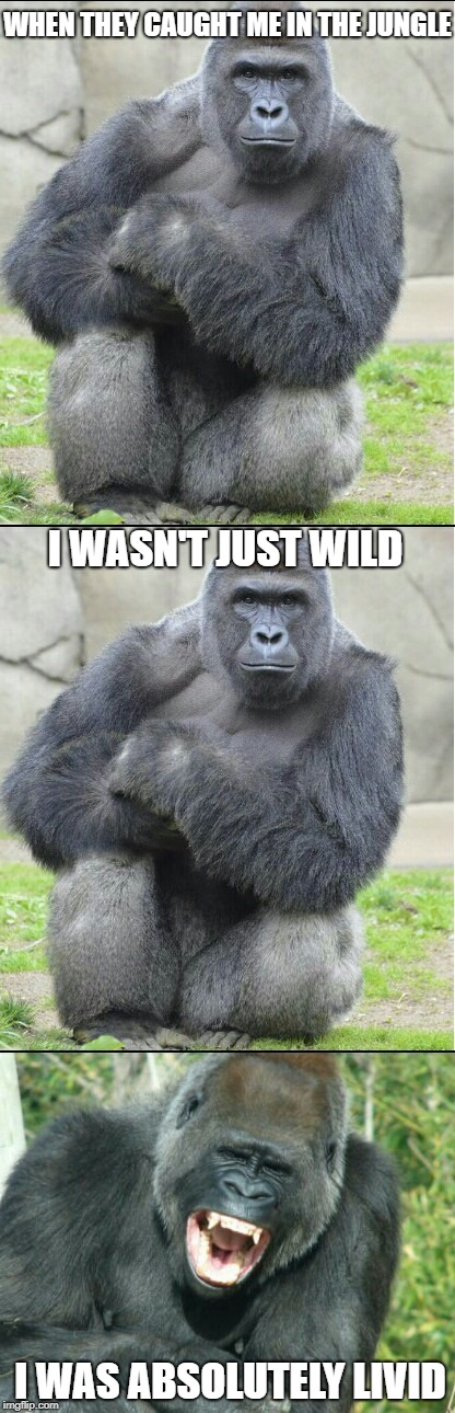 Bad joke gorilla | WHEN THEY CAUGHT ME IN THE JUNGLE; I WASN'T JUST WILD; I WAS ABSOLUTELY LIVID | image tagged in bad joke gorilla | made w/ Imgflip meme maker