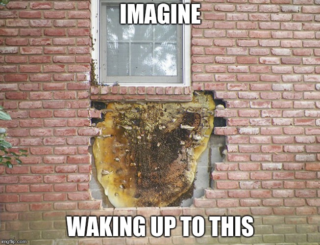 When you log onto imgflip after being sick all weekend | IMAGINE; WAKING UP TO THIS | image tagged in bad construction week,memes about memeing | made w/ Imgflip meme maker