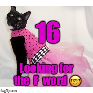 Cat sweet 16 | 16 Looking for the  F  word  | image tagged in cat sweet 16 | made w/ Imgflip meme maker