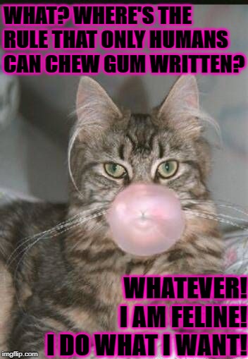 WHAT? WHERE'S THE RULE THAT ONLY HUMANS CAN CHEW GUM WRITTEN? WHATEVER! I AM FELINE! I DO WHAT I WANT! | image tagged in bubble cat | made w/ Imgflip meme maker