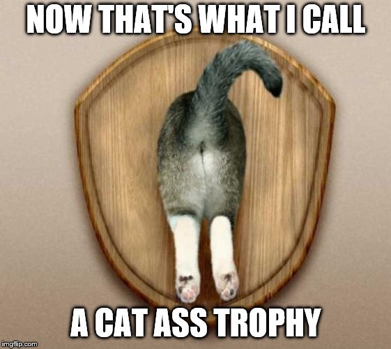 Cat-Ass-Trophy | NOW THAT'S WHAT I CALL A CAT ASS TROPHY | image tagged in cat-ass-trophy | made w/ Imgflip meme maker