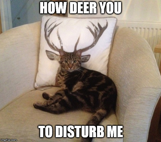 Oh deer | HOW DEER YOU; TO DISTURB ME | image tagged in funny cats,meme,bad pun,disturbing,custom template | made w/ Imgflip meme maker