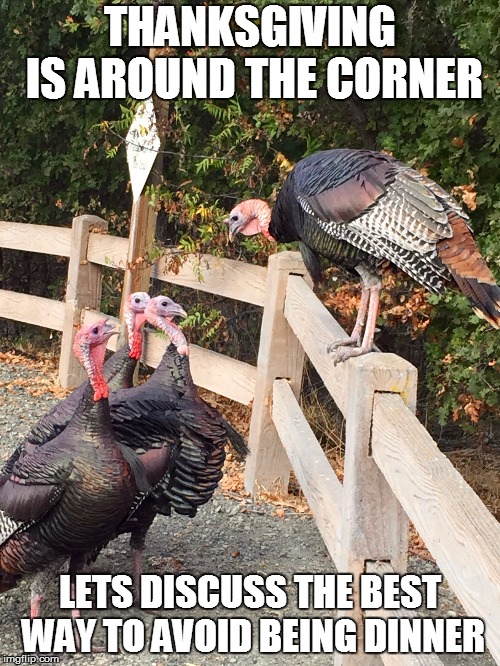 THANKSGIVING IS AROUND THE CORNER; LETS DISCUSS THE BEST WAY TO AVOID BEING DINNER | made w/ Imgflip meme maker