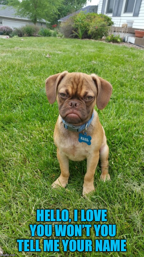 Earl The Grumpy Dog | HELLO, I LOVE YOU WON’T YOU TELL ME YOUR NAME | image tagged in earl the grumpy dog | made w/ Imgflip meme maker