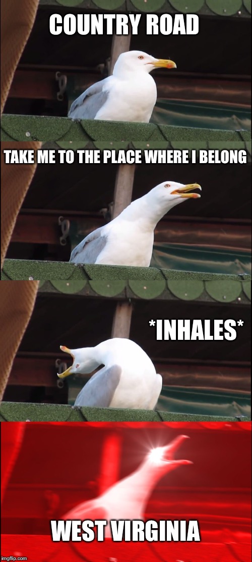 Inhaling Seagull | COUNTRY ROAD; TAKE ME TO THE PLACE WHERE I BELONG; *INHALES*; WEST VIRGINIA | image tagged in memes,inhaling seagull | made w/ Imgflip meme maker