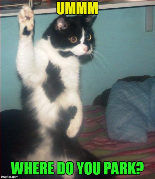 question cat | UMMM WHERE DO YOU PARK? | image tagged in question cat | made w/ Imgflip meme maker