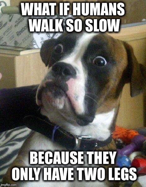 Surprised Dog | WHAT IF HUMANS WALK SO SLOW; BECAUSE THEY ONLY HAVE TWO LEGS | image tagged in surprised dog | made w/ Imgflip meme maker