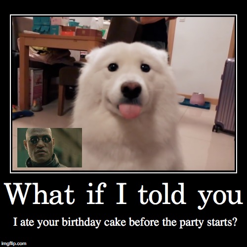 Have a nice party... | image tagged in funny,demotivationals,what if i told you,dog,birthday cake,party | made w/ Imgflip demotivational maker