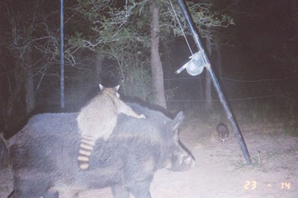 Raccoon riding feral hog Blank Meme Template