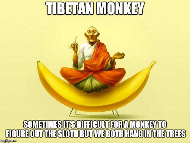 Tibetan Monkey | TIBETAN MONKEY SOMETIMES IT'S DIFFICULT FOR A MONKEY TO FIGURE OUT THE SLOTH BUT WE BOTH HANG IN THE TREES | image tagged in tibetan monkey | made w/ Imgflip meme maker