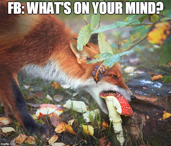 What's on your Mind? | FB: WHAT'S ON YOUR MIND? | image tagged in fox | made w/ Imgflip meme maker