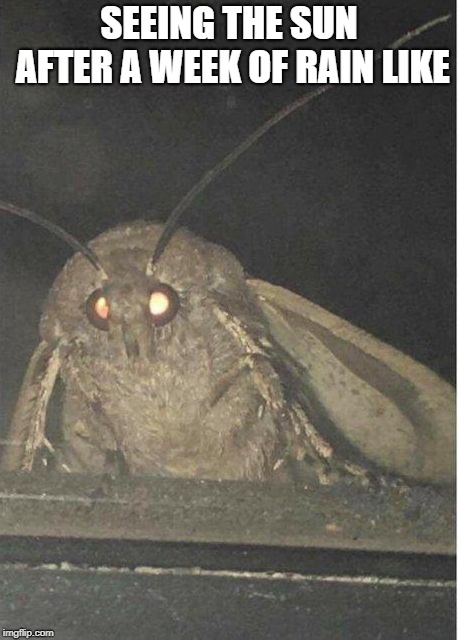 Moth meme | SEEING THE SUN AFTER A WEEK OF RAIN LIKE | image tagged in moth meme | made w/ Imgflip meme maker