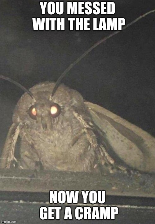 Moth | YOU MESSED WITH THE LAMP; NOW YOU GET A CRAMP | image tagged in moth | made w/ Imgflip meme maker