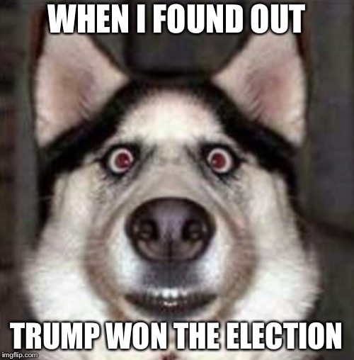 WHEN I FOUND OUT; TRUMP WON THE ELECTION | image tagged in dog,donald trump,trump | made w/ Imgflip meme maker