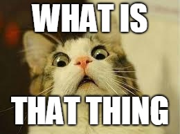 shocked cat | WHAT IS THAT THING | image tagged in shocked cat | made w/ Imgflip meme maker