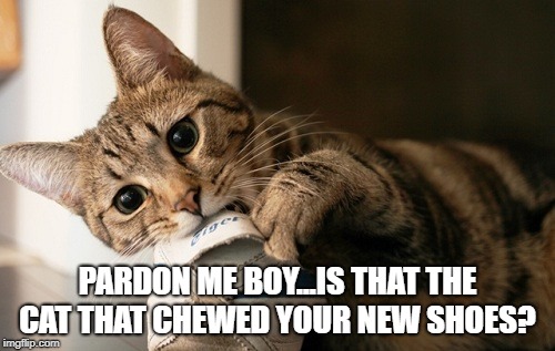 PARDON ME BOY...IS THAT THE CAT THAT CHEWED YOUR NEW SHOES? | image tagged in cat | made w/ Imgflip meme maker