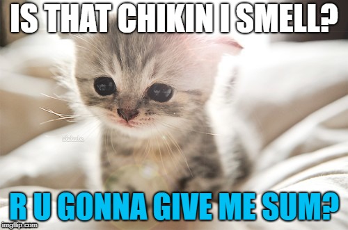 Chicken Lover Meme | IS THAT CHIKIN I SMELL? R U GONNA GIVE ME SUM? | image tagged in chicken,kitten,cat,smell | made w/ Imgflip meme maker