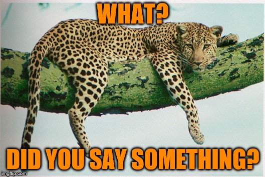 leopard | WHAT? DID YOU SAY SOMETHING? | image tagged in leopard | made w/ Imgflip meme maker