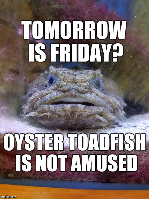 TOMORROW IS FRIDAY? OYSTER TOADFISH IS NOT AMUSED | image tagged in somas oyster toadfish | made w/ Imgflip meme maker