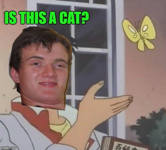IS THIS A CAT? | made w/ Imgflip meme maker