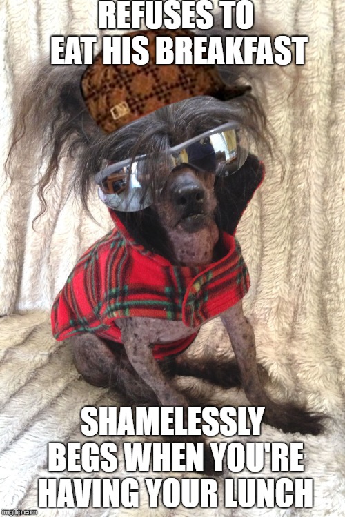 REFUSES TO EAT HIS BREAKFAST; SHAMELESSLY BEGS WHEN YOU'RE HAVING YOUR LUNCH | image tagged in flavor flav teh dog,scumbag | made w/ Imgflip meme maker