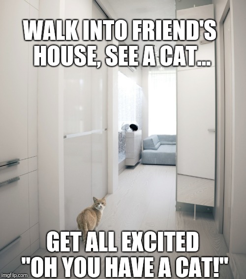 Here kitty kitty kitty, come here | WALK INTO FRIEND'S HOUSE, SEE A CAT... GET ALL EXCITED "OH YOU HAVE A CAT!" | image tagged in cats,excited | made w/ Imgflip meme maker