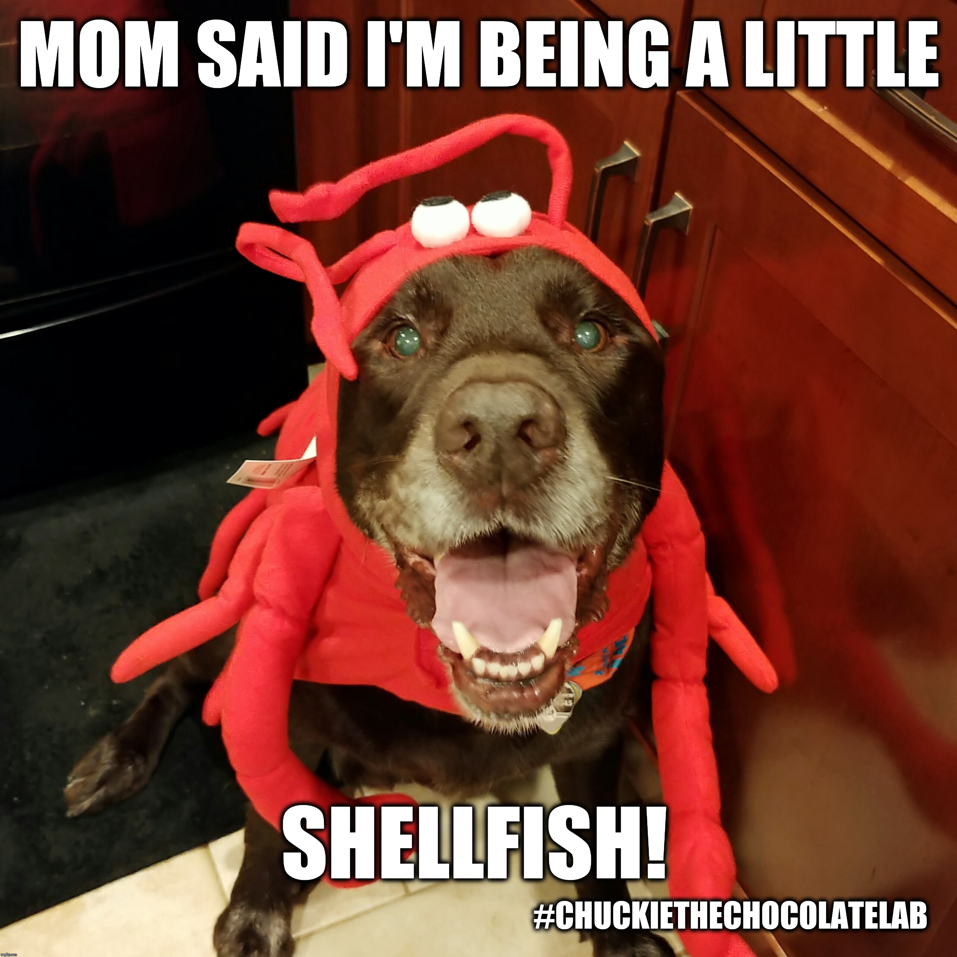 I'm being a little shellfish!  | MOM SAID I'M BEING A LITTLE; SHELLFISH! #CHUCKIETHECHOCOLATELAB | image tagged in chuckie the chocolate lab,dogs,funny,memes,halloween,lobster | made w/ Imgflip meme maker