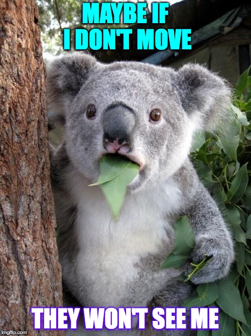 Surprised Koala Meme | MAYBE IF I DON'T MOVE; THEY WON'T SEE ME | image tagged in memes,surprised koala | made w/ Imgflip meme maker