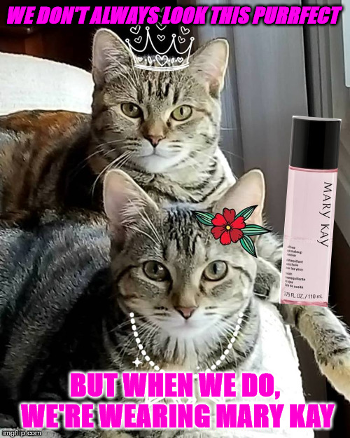 Mary Kay Cats | WE DON'T ALWAYS LOOK THIS PURRFECT; BUT WHEN WE DO, WE'RE WEARING MARY KAY | image tagged in sister cats | made w/ Imgflip meme maker