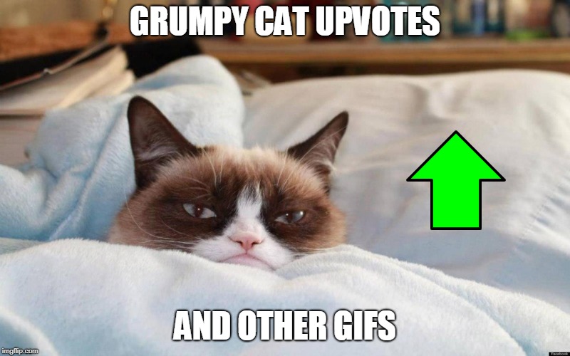 grumpy cat bed | GRUMPY CAT UPVOTES; AND OTHER GIFS | image tagged in grumpy cat bed | made w/ Imgflip meme maker