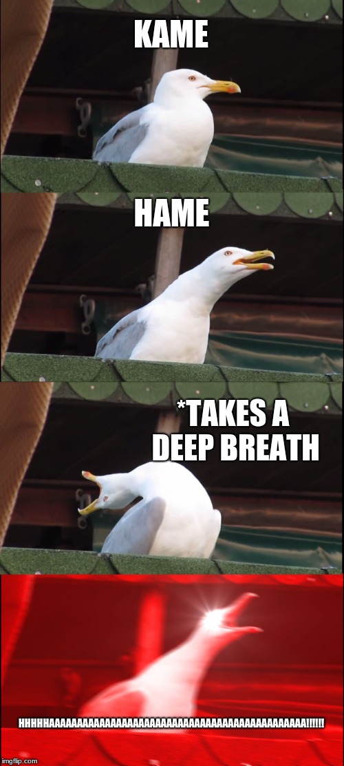 super sayen seagull | KAME; HAME; *TAKES A DEEP BREATH; HHHHHAAAAAAAAAAAAAAAAAAAAAAAAAAAAAAAAAAAAAAAAAAAAAA!!!!!! | image tagged in memes,inhaling seagull | made w/ Imgflip meme maker