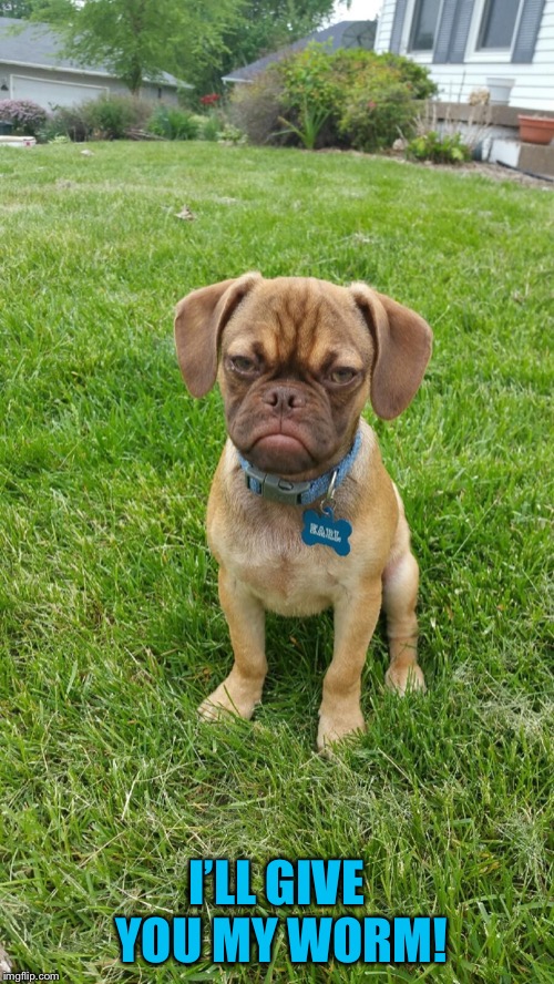 Earl The Grumpy Dog | I’LL GIVE YOU MY WORM! | image tagged in earl the grumpy dog | made w/ Imgflip meme maker