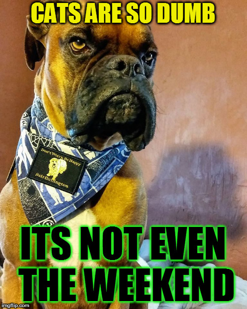 Grumpy Dog | CATS ARE SO DUMB ITS NOT EVEN THE WEEKEND | image tagged in grumpy dog | made w/ Imgflip meme maker
