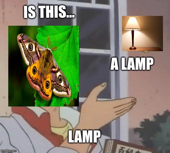 Is This A Pigeon Meme | IS THIS... A LAMP; LAMP | image tagged in memes,is this a pigeon | made w/ Imgflip meme maker
