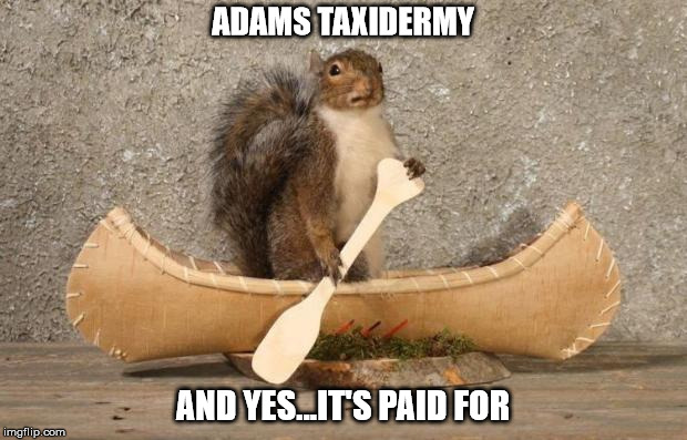 Boat Squirrel  | ADAMS TAXIDERMY; AND YES...IT'S PAID FOR | image tagged in boat squirrel | made w/ Imgflip meme maker