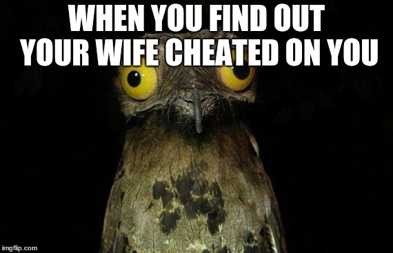 Weird Stuff I Do Potoo Meme | WHEN YOU FIND OUT YOUR WIFE CHEATED ON YOU | image tagged in memes,weird stuff i do potoo | made w/ Imgflip meme maker