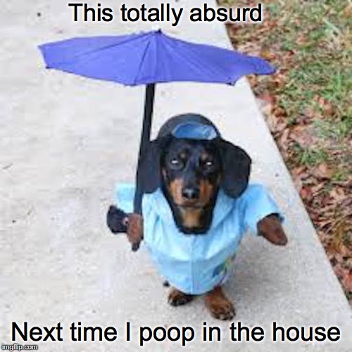 This totally absurd; Next time I poop in the house | image tagged in funny dogs,poop,raining | made w/ Imgflip meme maker