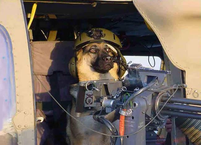 Dog Helicopter Blank Meme Template