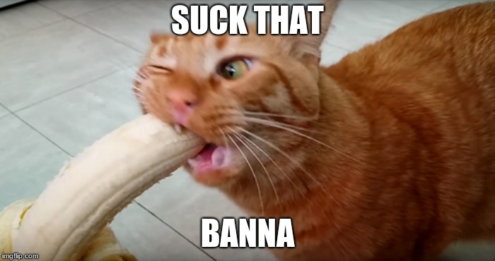 Bannana cat (: | SUCK THAT; BANNA | image tagged in cat | made w/ Imgflip meme maker