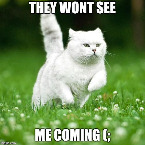 Sneaky cat | THEY WONT SEE; ME COMING (; | image tagged in cat | made w/ Imgflip meme maker