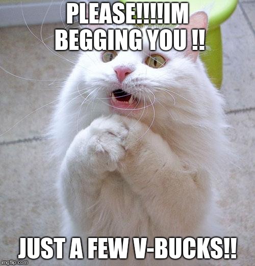 Begging Cat | PLEASE!!!!IM BEGGING YOU !! JUST A FEW V-BUCKS!! | image tagged in begging cat | made w/ Imgflip meme maker