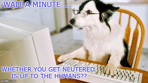 Dog computer | WAIT A MINUTE ... WHETHER YOU GET NEUTERED IS UP TO THE HUMANS?? | image tagged in dog computer | made w/ Imgflip meme maker