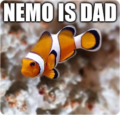 Ocellaris clownfish Nemo | NEMO IS DAD | image tagged in ocellaris clownfish nemo | made w/ Imgflip meme maker