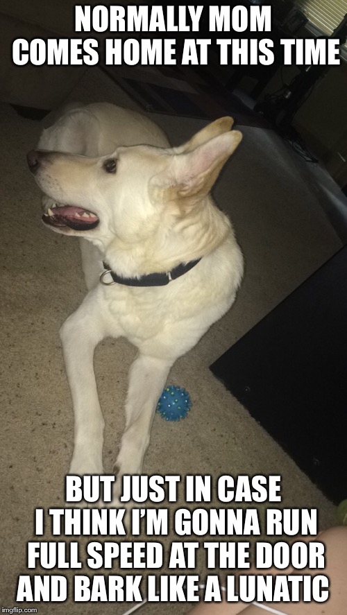 Dog owners know the struggle  | NORMALLY MOM COMES HOME AT THIS TIME; BUT JUST IN CASE I THINK I’M GONNA RUN FULL SPEED AT THE DOOR AND BARK LIKE A LUNATIC | image tagged in life is ruff,dogs are crazy | made w/ Imgflip meme maker