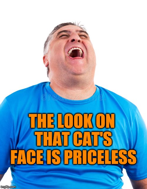 Chubby Guy Laughing | THE LOOK ON THAT CAT'S FACE IS PRICELESS | image tagged in chubby guy laughing | made w/ Imgflip meme maker