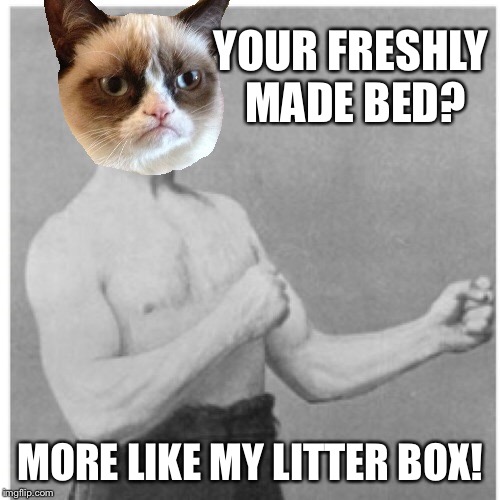 Grumpy Cat's Weekend! A socrates and Craziness_all_the_way event. Oct 5th-8th. | YOUR FRESHLY MADE BED? MORE LIKE MY LITTER BOX! | image tagged in memes,overly manly man,grumpy cat,grumpy cat weekend | made w/ Imgflip meme maker